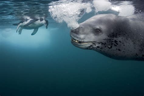 A huge leopard seal (photo by Paul Nicklen) | Leopard seal, Animals beautiful, Wildlife photography