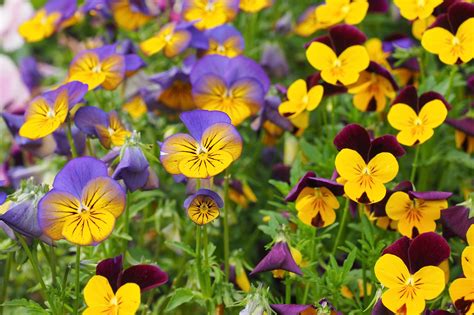 How To Look After Violas For Constant Blooms