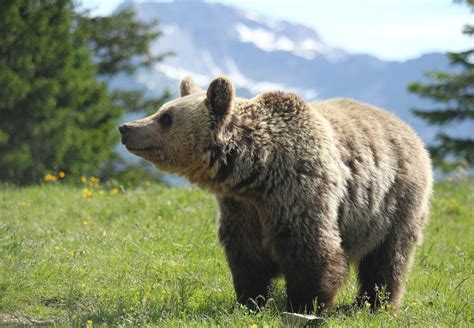 Arosa Bear Sanctuary - FOUR PAWS International - Animal Welfare ...
