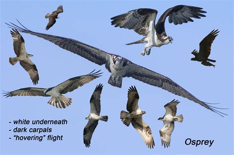 Hawk ID - Detroit River Hawk Watch