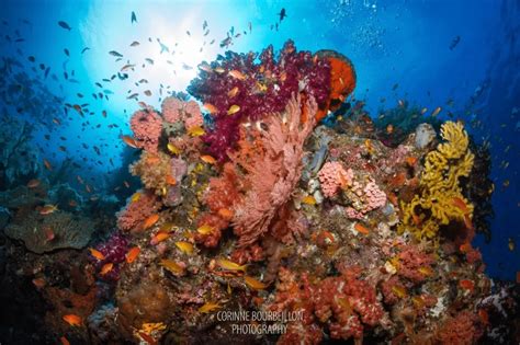 Raja Ampat for Solo Diving Holidays: The Perfect Destination