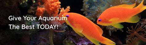 AQUAVITALS Root Tabs - for Planted Aquarium (50G - 20 Tabs), Granules ...