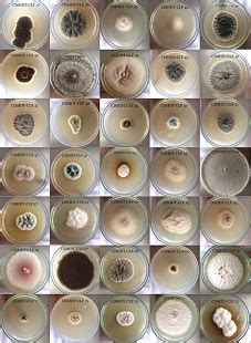 Molecular identification of endophytic fungi associated with Coleus ...