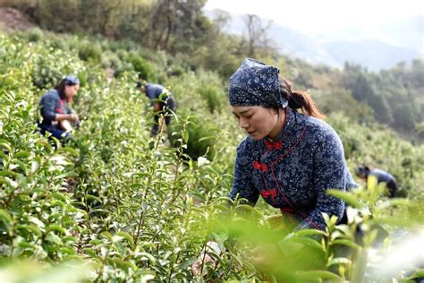 石角村：隐于村庄的美丽-玉环新闻网