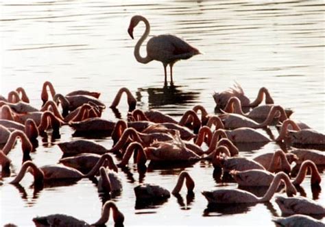 Migratory birds facing extinction - India Today