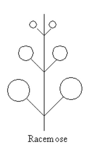 Morphology of Flowering Plants Flashcards | Quizlet