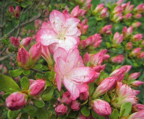 Jarvis House: Pretty in Pink Spring Flowering Shrubs 2014 in the Jarvis ...