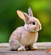 Image result for Petco Bunny