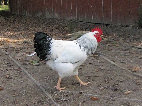 Columbian Rock - Chickens for Sale & Info | Cackle Hatchery®