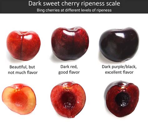 Cherries: season, varieties, ripeness indicators, and more