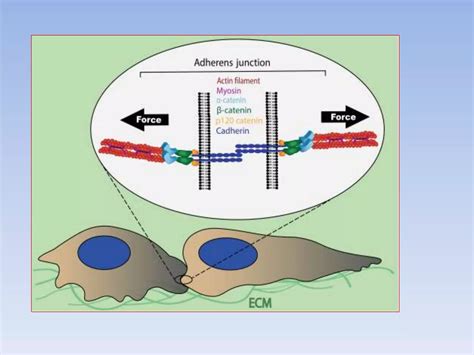 Cell-Cell Interaction 的图像结果
