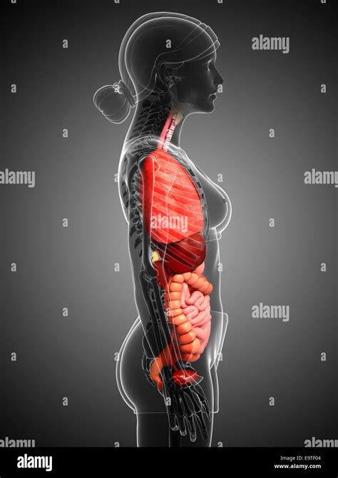 Digestive System Woman 的图像结果