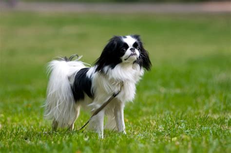 Perro japonés: 10 razas que debes conocer