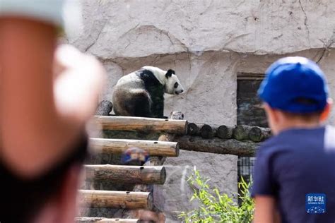 大熊猫如意丁丁启程前往俄罗斯_视点新闻_雅安频道_四川在线