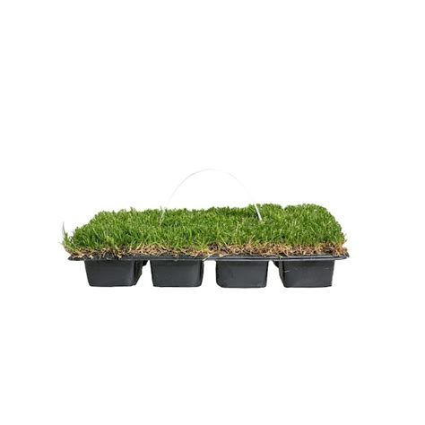 Bethel Farms Bermuda Plug Sod High Traffic Resistance, Bright Green ...