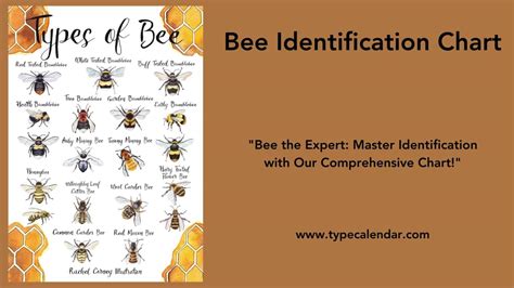 Image result for Bee Identification Chart