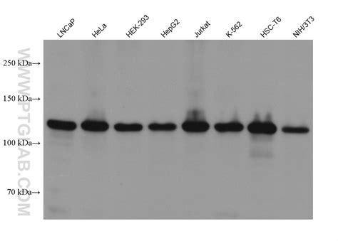 CAPRIN1 antibody (66352-1-Ig) | Proteintech