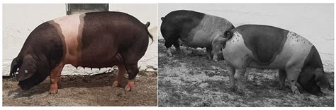 Assessment of the Genetic Diversity of a Local Pig Breed Using Pedigree ...