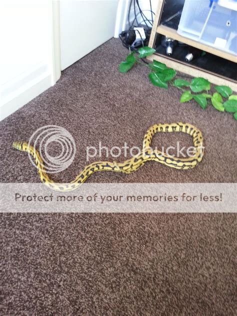 Image result for Male Carpet Python