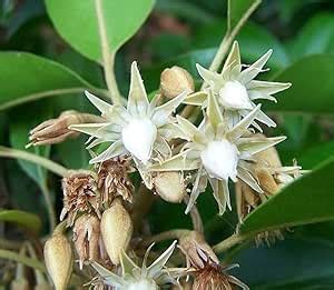 Original Bakul Flower Plant Mimusops Maulsari Live Evergreen Bokul Tree ...