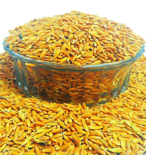 CK Dhan Paddy Seeds Own Village Farmer (pack of 2.5kg) : Amazon.in ...