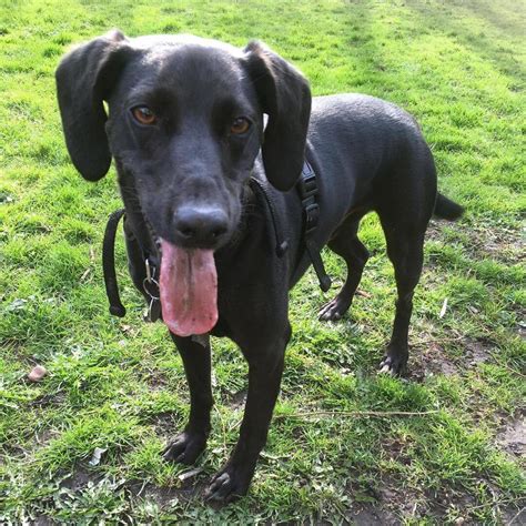 Whippet Black Lab Mix Puppy