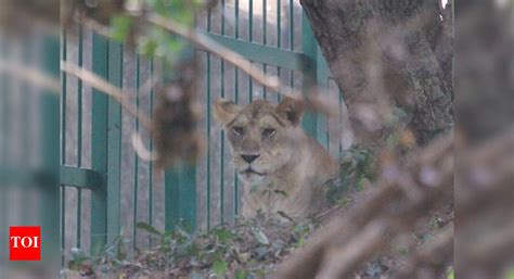 Thiruvananthapuram Zoo: Thiruvananthapuram zoo: Lioness Gracy retreats ...