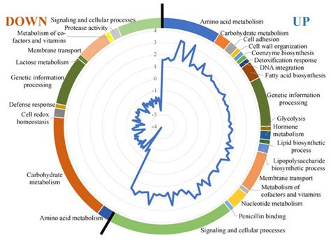 Transcriptional and Metabolic Response of Wine-Related ...