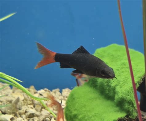 Red-Tail Black Shark | LadyFish Aquatics