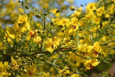 Desert Museum Palo Verde | Red Hills Desert Garden | WCWCD
