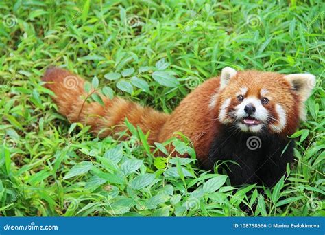 Image result for Red Panda vs Firefox
