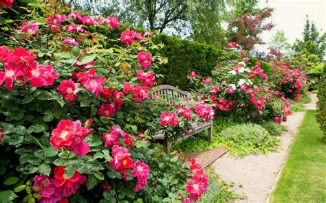 Small Cottage Gardens 的图像结果