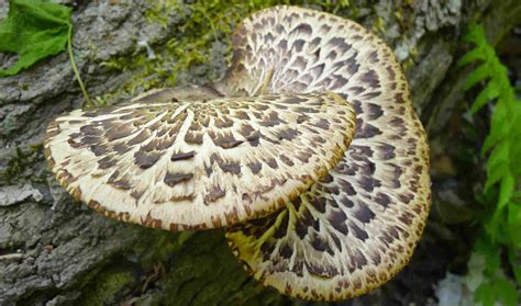 Edible Wild Food Blog » Dryad’s Saddle