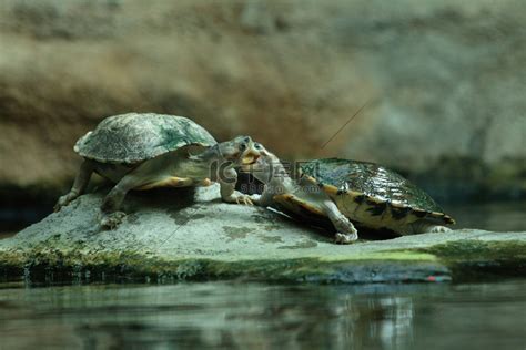 两只乌龟和亲吻高清摄影大图-千库网