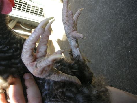 Is this a spur growing on my hens leg??? | BackYard Chickens - Learn ...