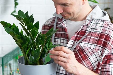 Image result for Step 1 Spring Fertilizer