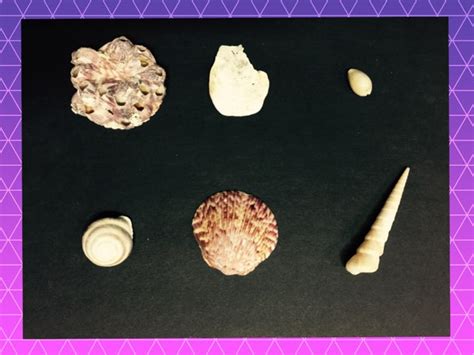 Image result for Shell Structure Kids