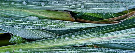 Download wallpaper 2560x1024 leaves, hoarfrost, grass, close-up ...