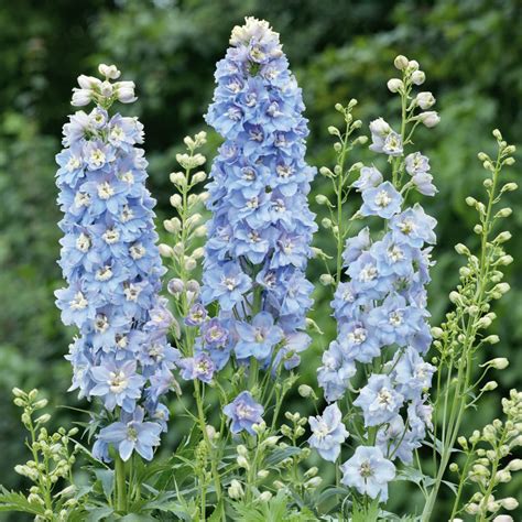 Delphinium x cultorum 'Jupiter F1 Sky Blue' | Delphiniums | Proctors ...