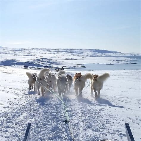 Unique Sled Dogs Helped the Inuit Thrive in the North American Arctic ...