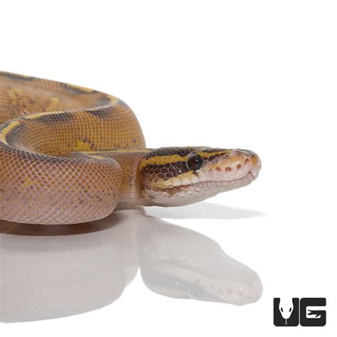 Highway Ball Python 的图像结果