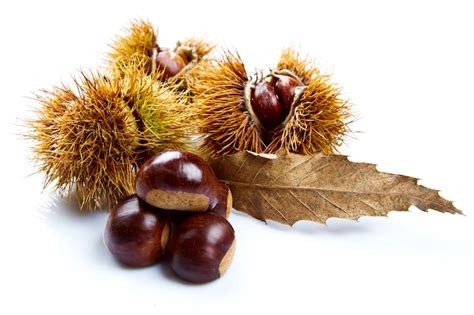 Immagini di Castagne Png - Download gratuiti su Freepik