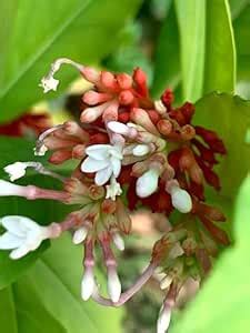 Herbal Sarpagandha Plant – Indian Medicinal Plant – Pack of 1 : Amazon ...