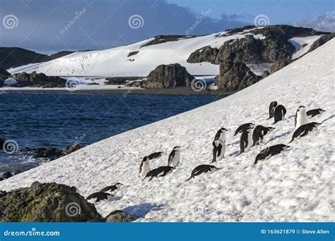 Chinstrap Penguins - South Shetland Islands - Antarctica Stock Image ...