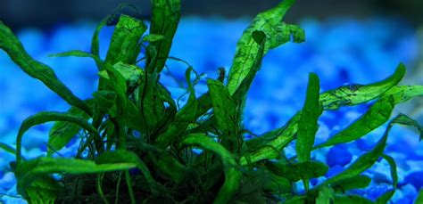 Image result for Growing Java Fern in a Bucket