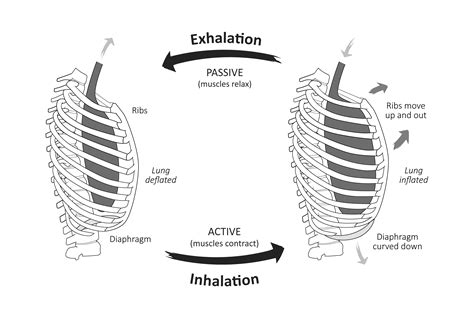 Yoga and Somatics for Healthy Lungs