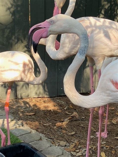Jacksonville Zoo and Gardens Launches New Behind-The-Scenes Experiences ...