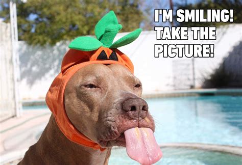 Download "Laughing Dog - Dog Meme Picture" | Wallpapers.com