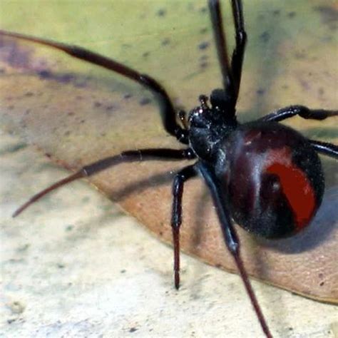 Stream episode How Do Pest Control Experts Eliminate Hidden Spiders? by Protec Pest and Cleaning ...