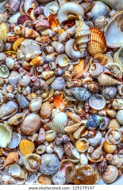 Image result for Seashell Collection